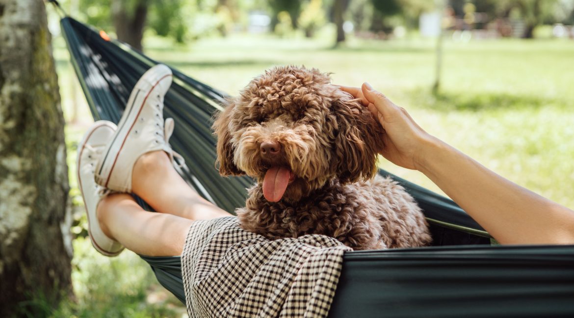 summer pet hazards