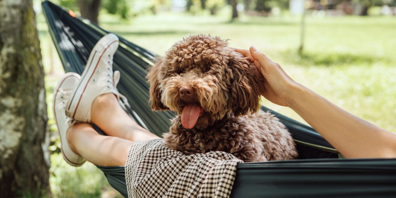 Summer pet hazards that could lead to a vet visit